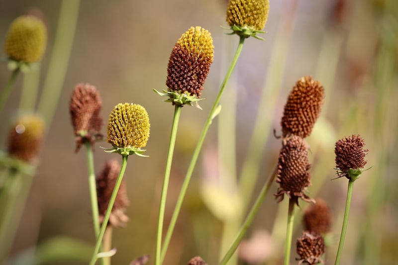 Dreamlike Horticulture