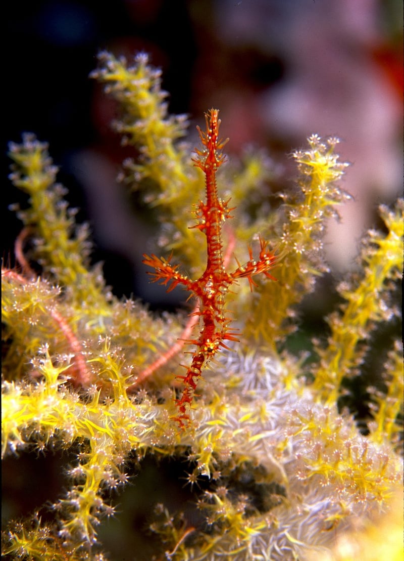 Unicorn Plant