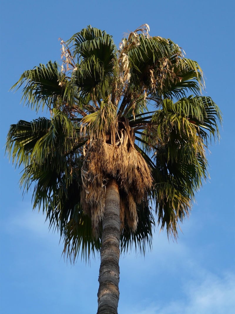 Phoenix Palm