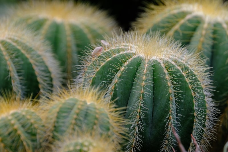 Scaleleaf Succulent